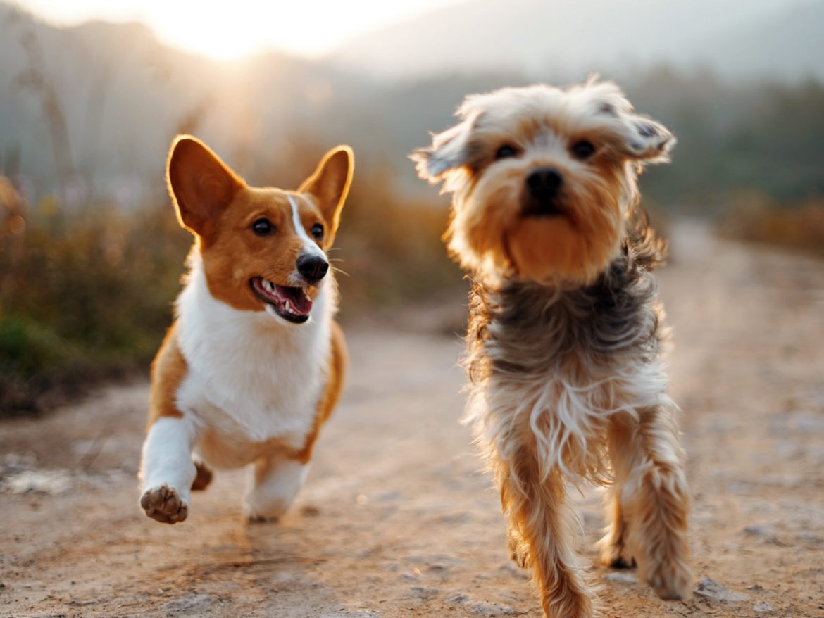 Two small dogs running outdoors