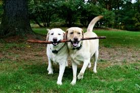 Two white dogs bringing a stick together outdoors
