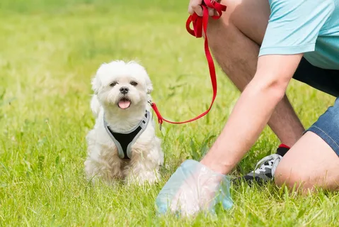 Small white dog being trained by a man outdoors